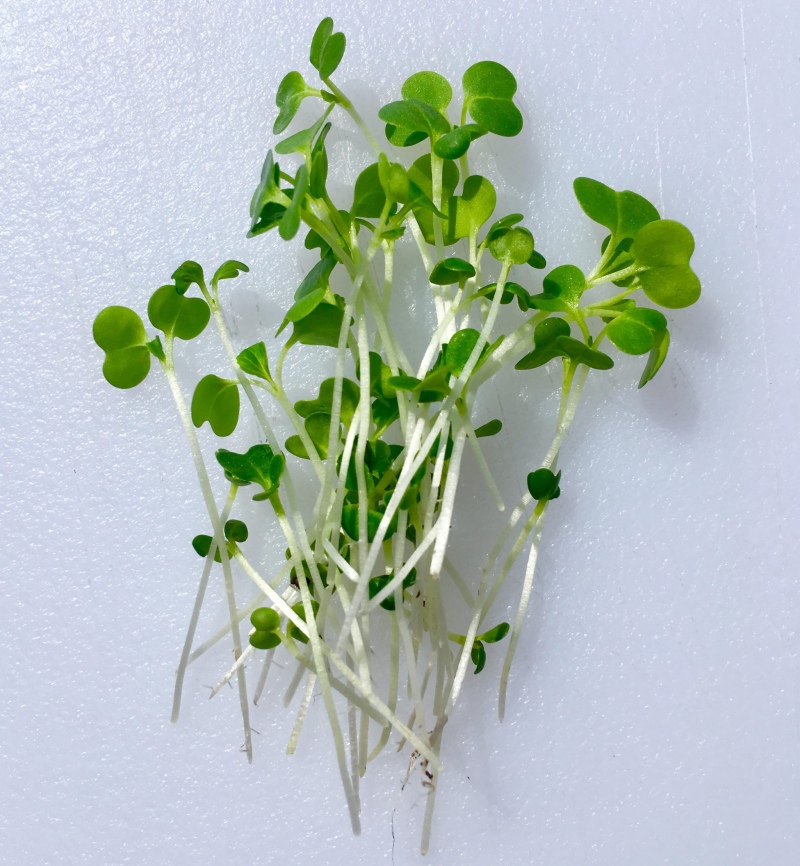 Organic Bok Choy Microgreens - Pioneer Fresh Greens