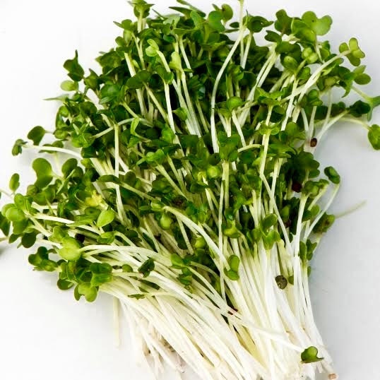 Organic Broccoli Microgreens - Pioneer Fresh Greens