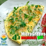 Microgreens Breakfast Mix