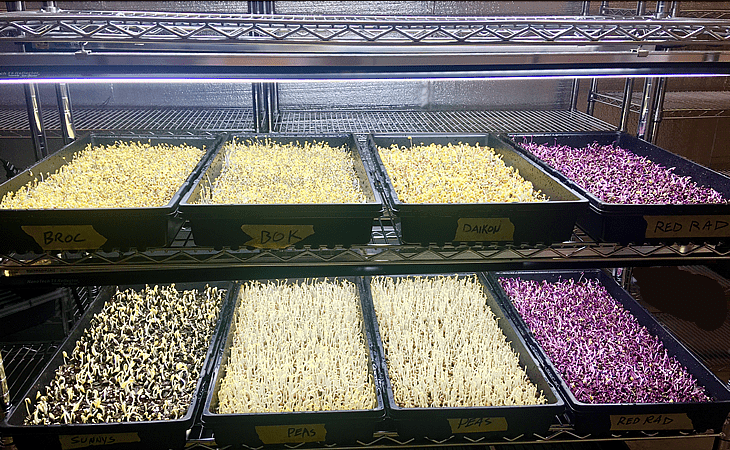 Microgreens